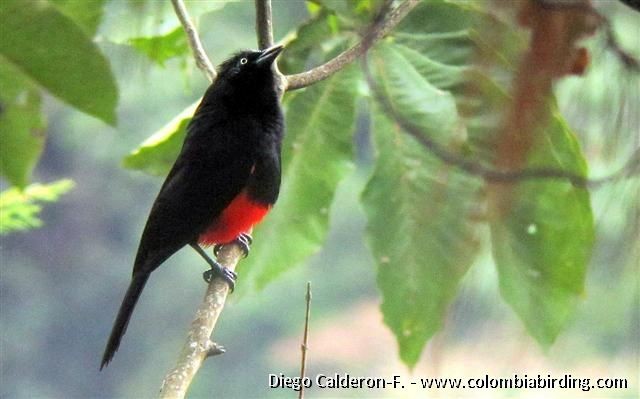 Red-bellied Grackle - ML205026201