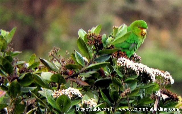 Rufous-fronted Parakeet - Diego Calderón-Franco @diegoCOLbirding