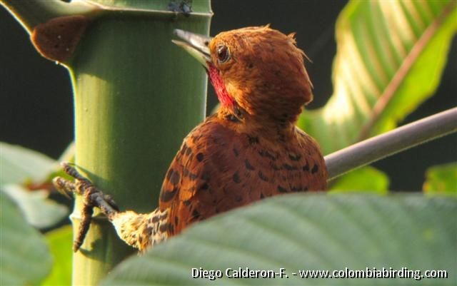 Cinnamon Woodpecker - Diego Calderón-Franco @diegoCOLbirding