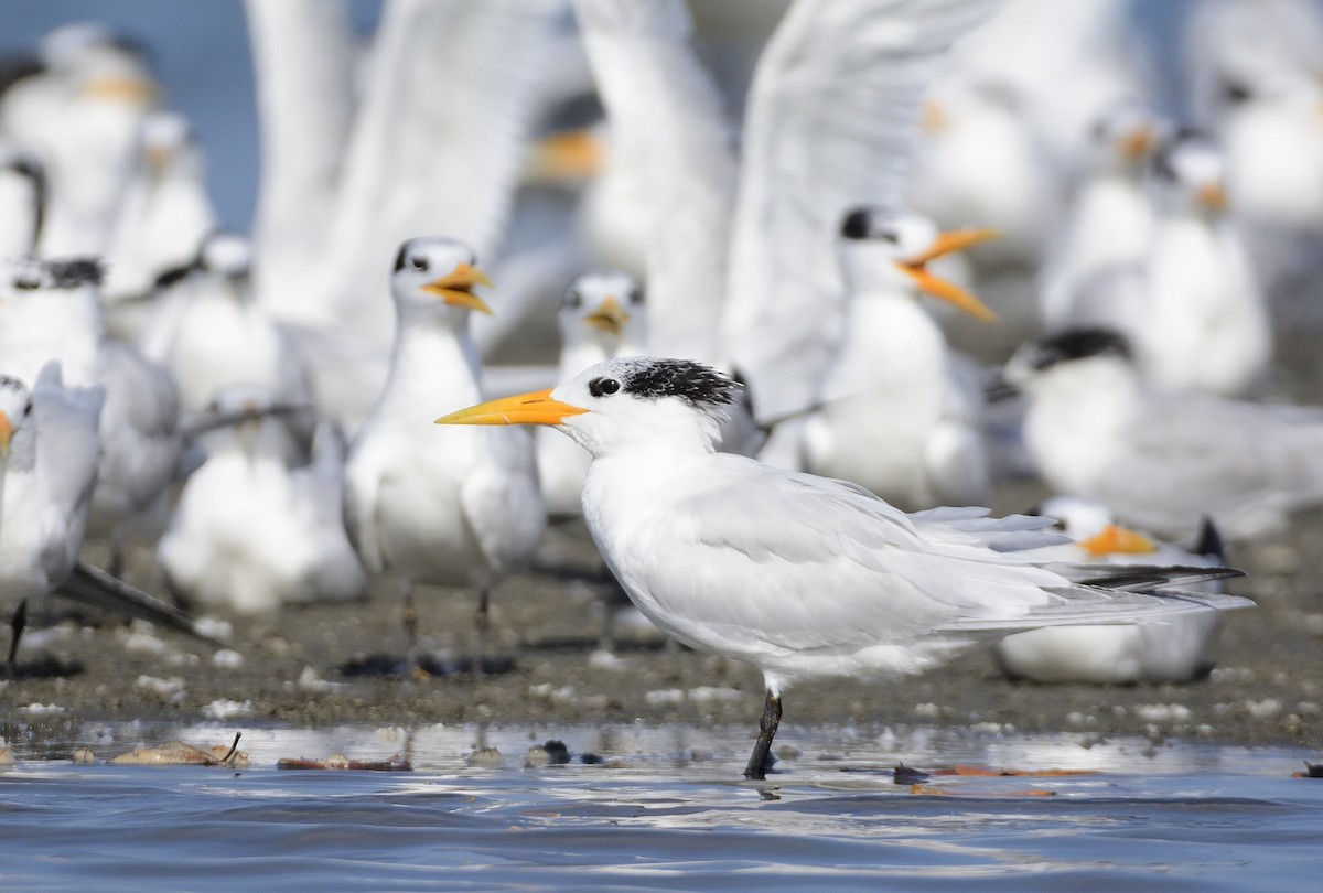 West African Crested Tern - ML205026521