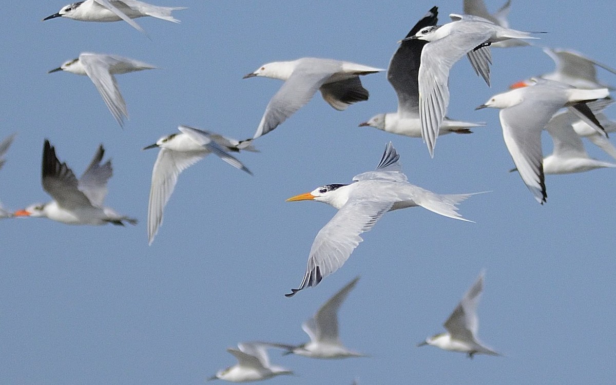 West African Crested Tern - ML205026571
