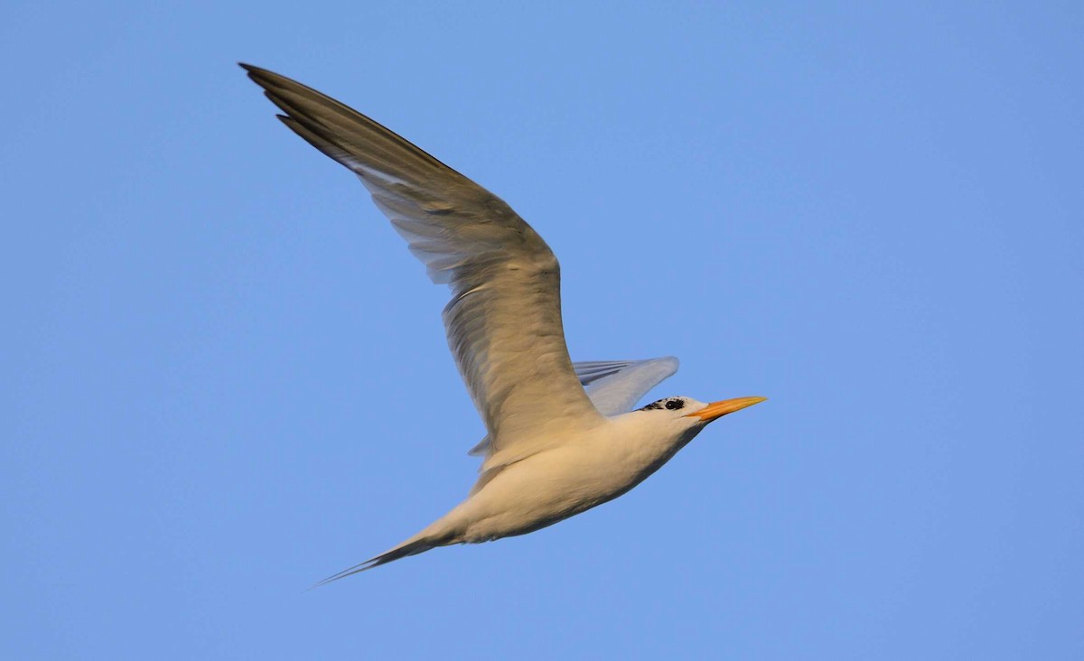 West African Crested Tern - Eric Francois Roualet