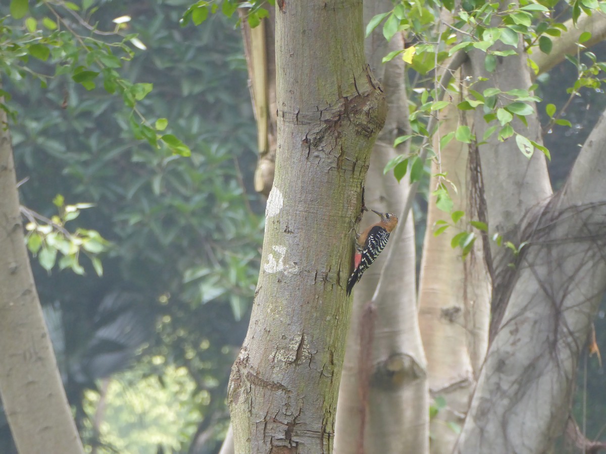 Rufous-bellied Woodpecker - Michael W