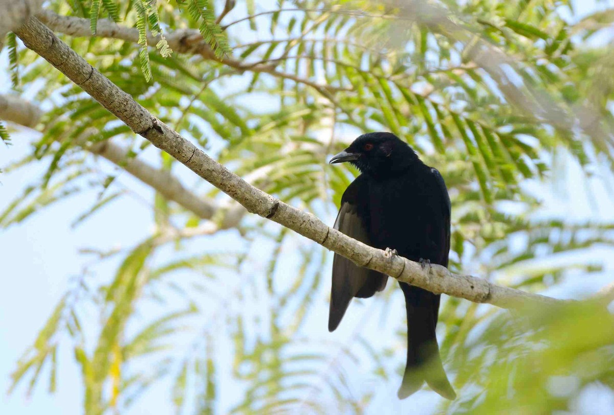 Fork-tailed Drongo (Glossy-backed) - ML205026971