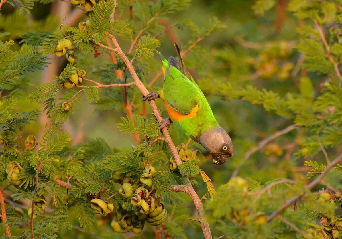 Senegal Parrot - Eric Francois Roualet