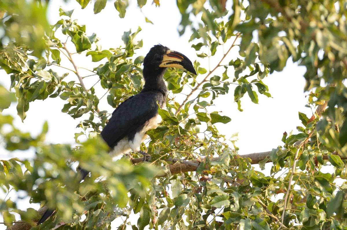 West African Pied Hornbill - Eric Francois Roualet