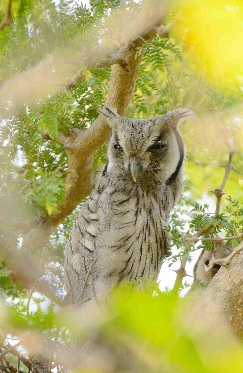 Northern White-faced Owl - ML205027231