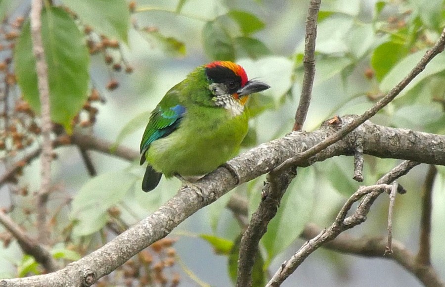 Golden-throated Barbet (Himalayan) - eBird