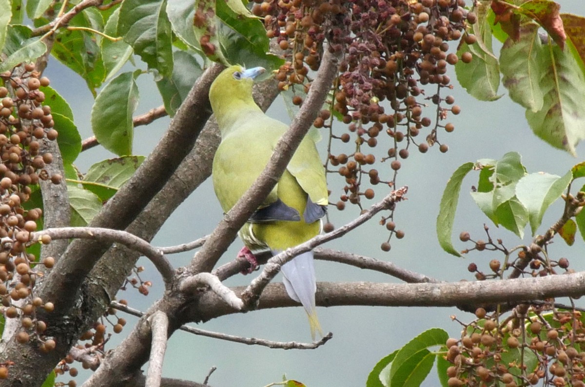 Pin-tailed Green-Pigeon - ML205028211