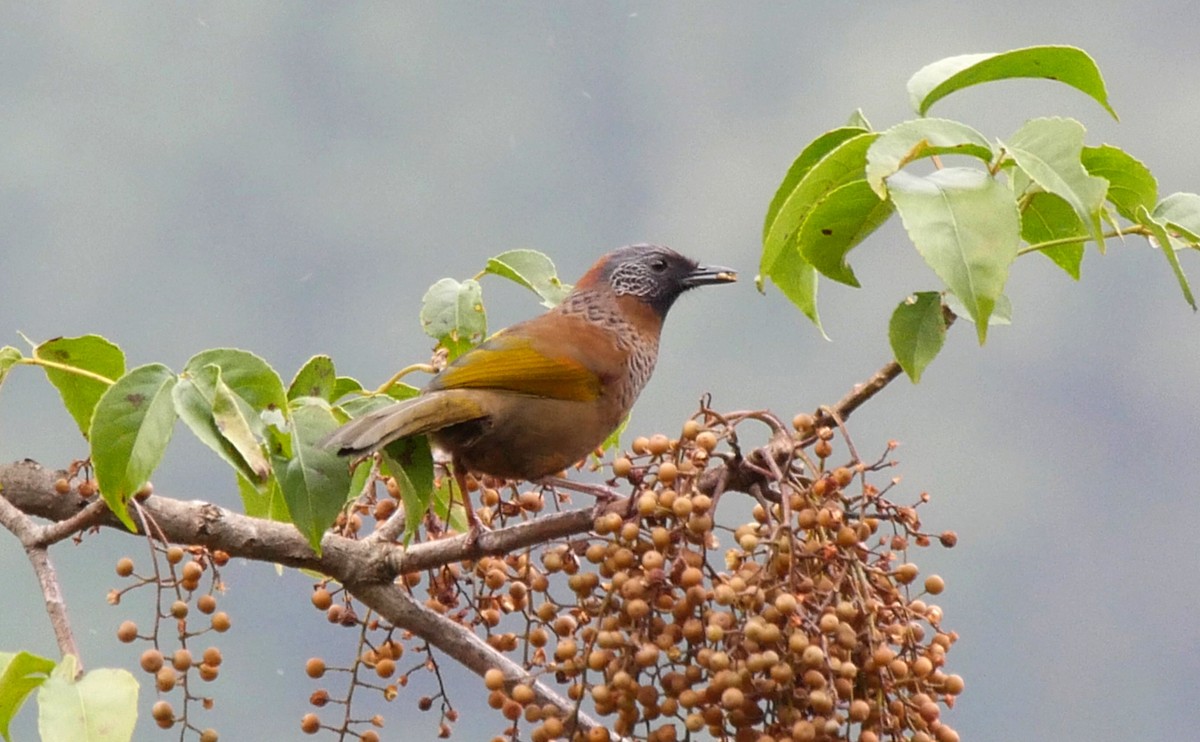 Chestnut-crowned Laughingthrush - ML205028231