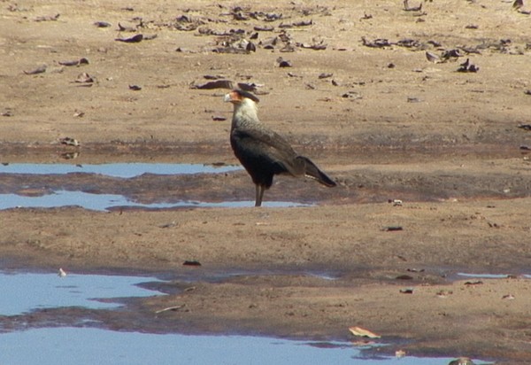 Crested Caracara (Southern) - ML205028501