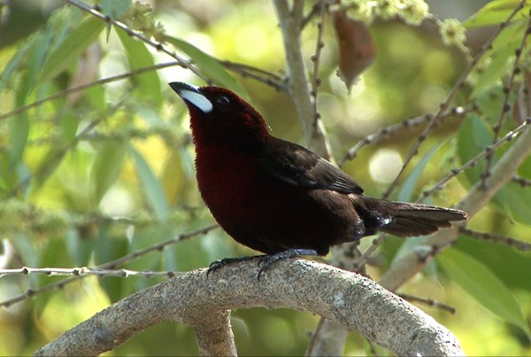Silver-beaked Tanager - ML205028561