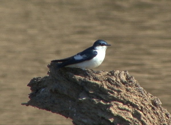 White-winged Swallow - Josep del Hoyo