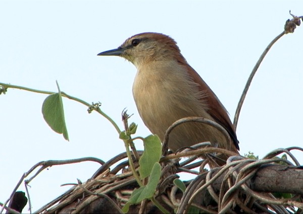 Tocantins Spinetail (undescribed form) - Josep del Hoyo