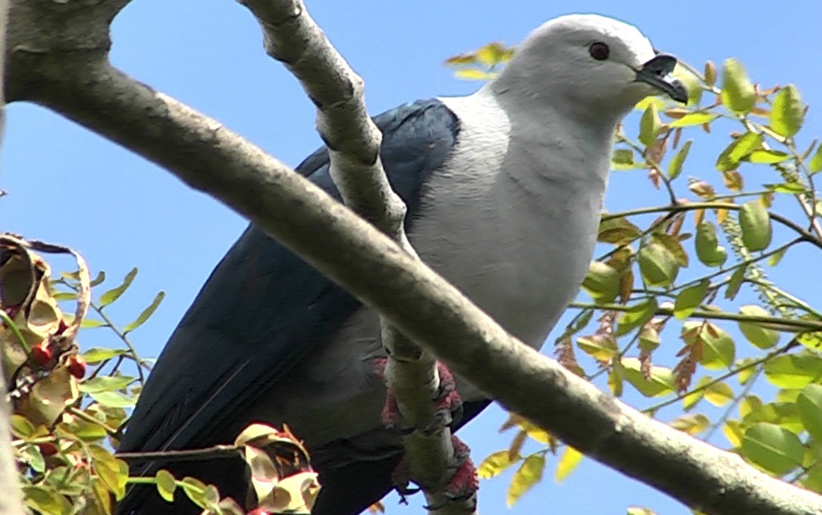 Таитянский плодовый голубь - ML205029011