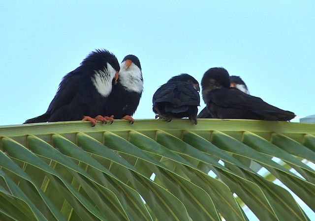 Photos Blue Lorikeet Vini Peruviana Birds Of The World