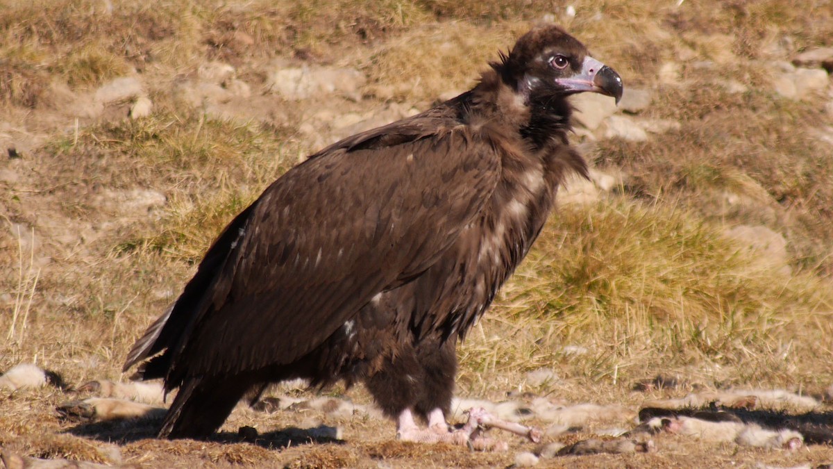 Cinereous Vulture - ML205029281