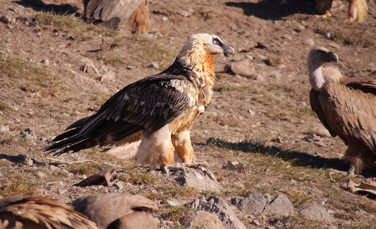 Bearded Vulture (Eurasian) - ML205029291