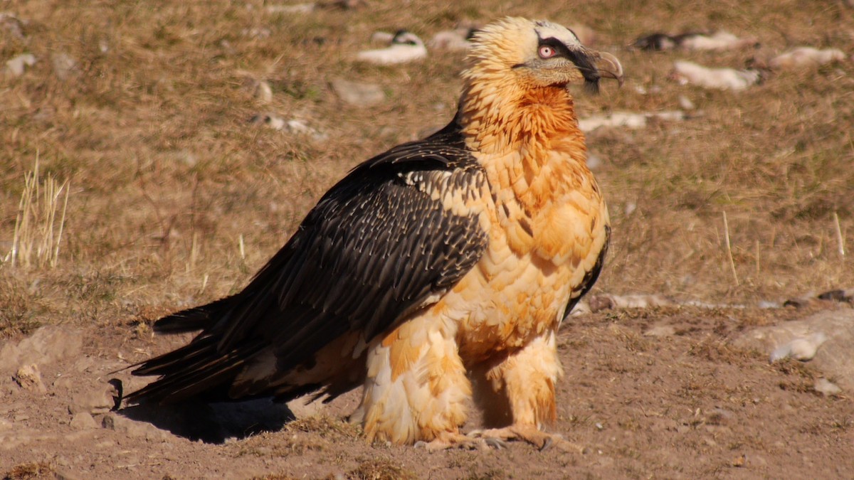 Bearded Vulture (Eurasian) - ML205029301