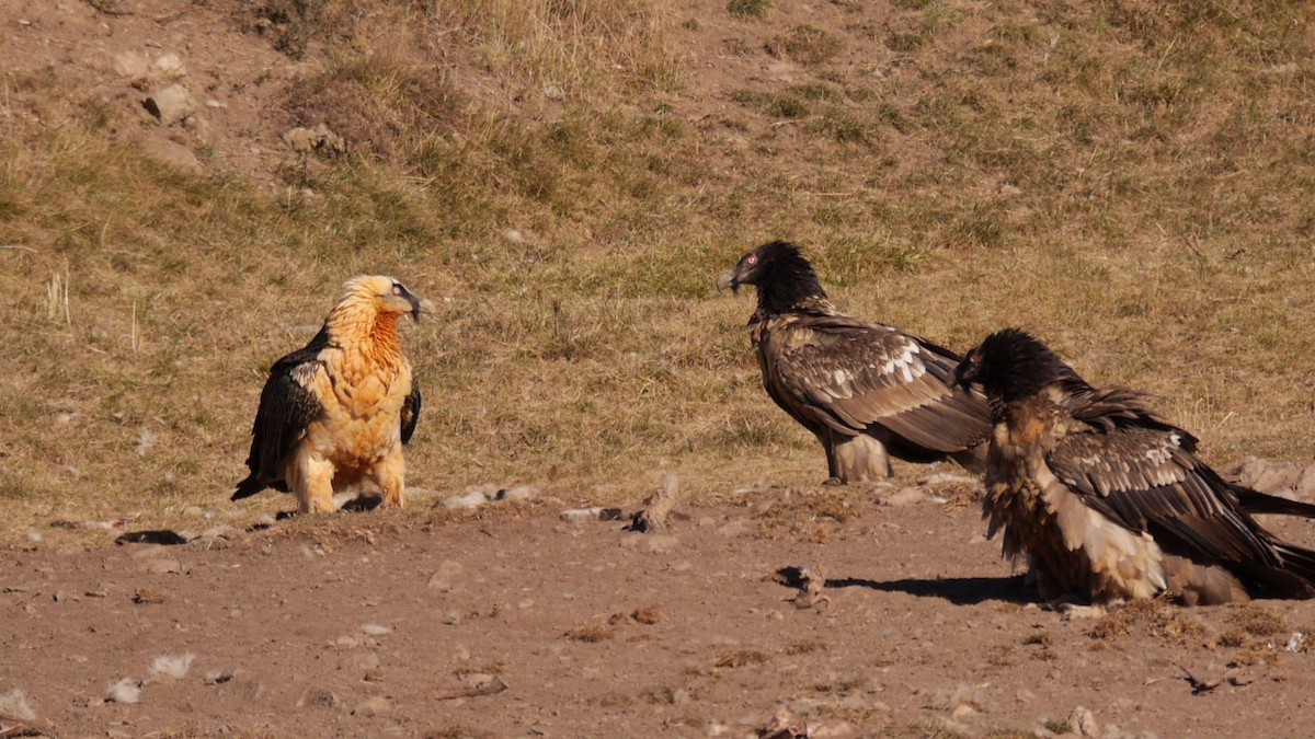 Bearded Vulture (Eurasian) - ML205029311