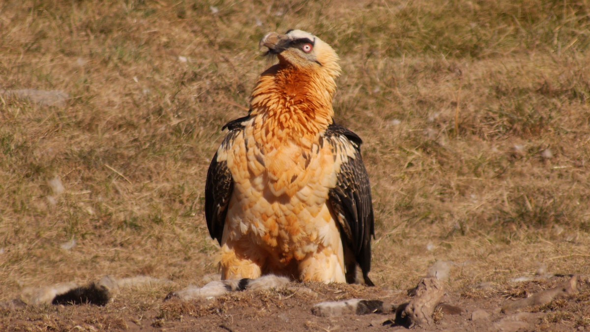 Bearded Vulture (Eurasian) - ML205029321