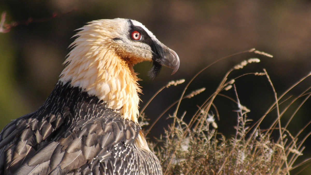 Bearded Vulture (Eurasian) - ML205029331