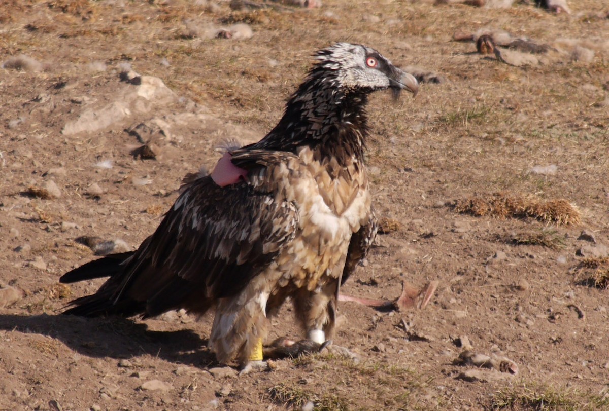 Bearded Vulture (Eurasian) - ML205029341