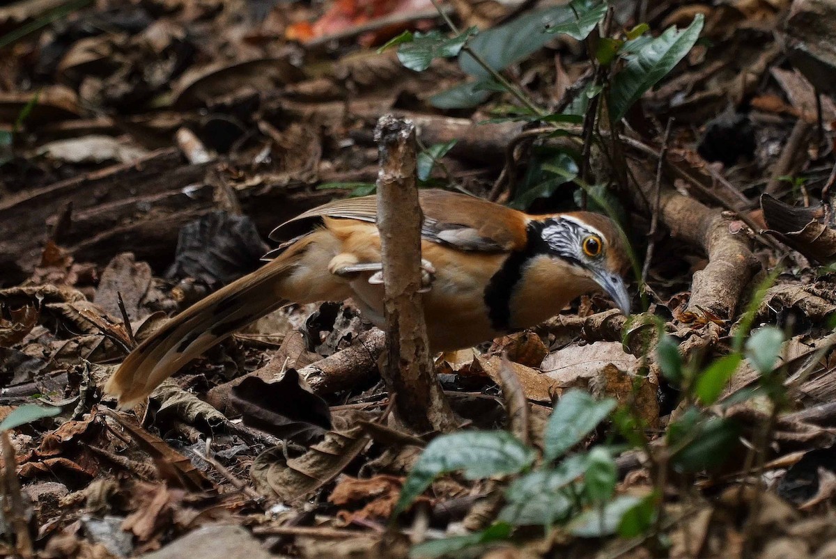 Greater Necklaced Laughingthrush - ML205029631