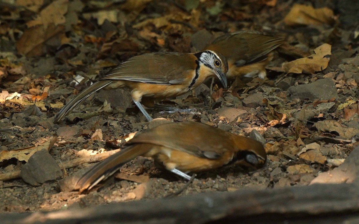 Greater Necklaced Laughingthrush - ML205029661