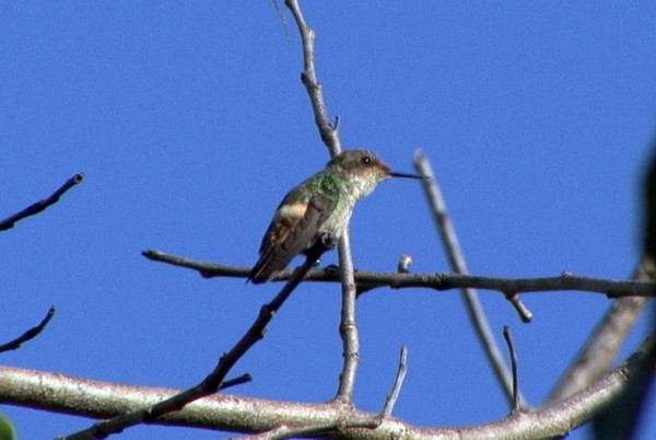 Frilled Coquette - ML205030201