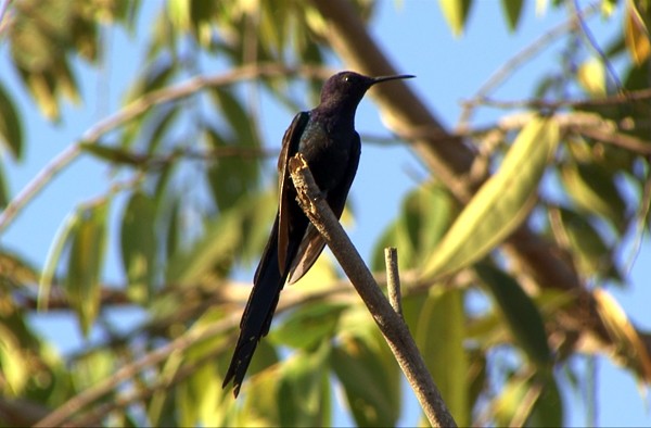 Swallow-tailed Hummingbird - Josep del Hoyo