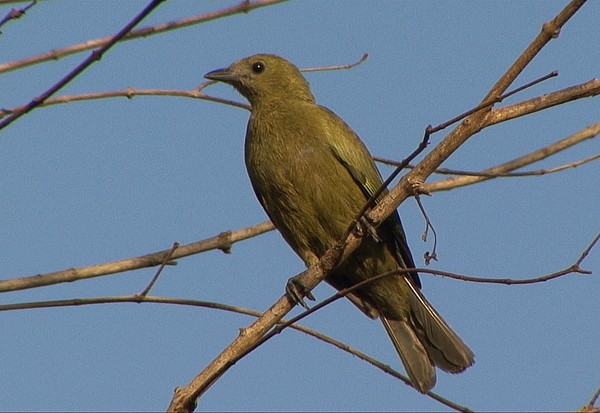 Palm Tanager - ML205030421