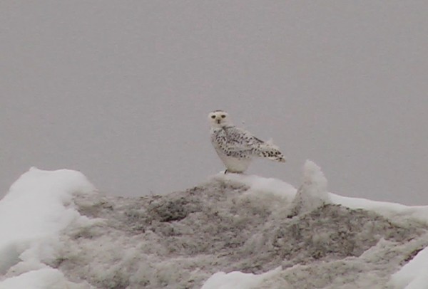 Snowy Owl - Josep del Hoyo
