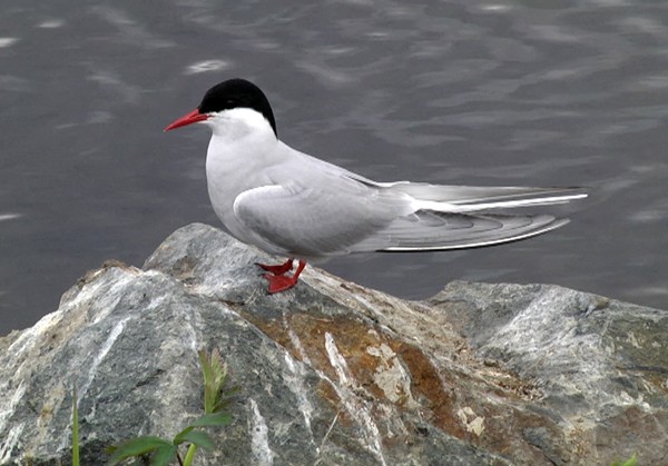 Arctic Tern - ML205030651