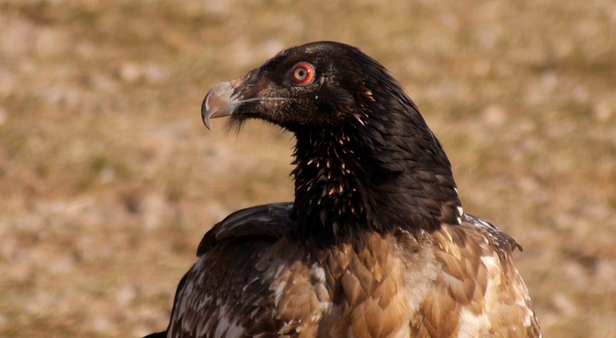 Bearded Vulture (Eurasian) - ML205030761