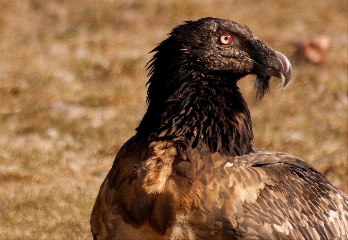 Bearded Vulture (Eurasian) - ML205030771
