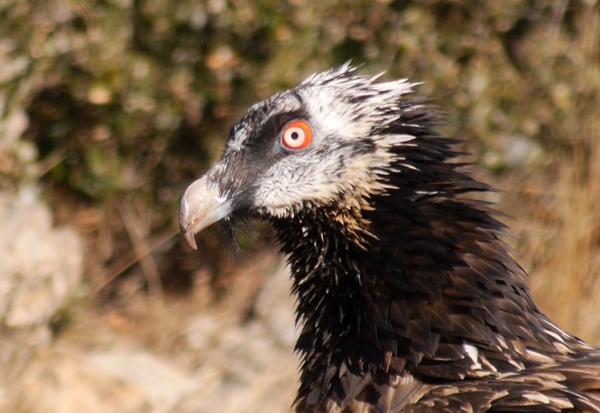 Bearded Vulture (Eurasian) - ML205030781