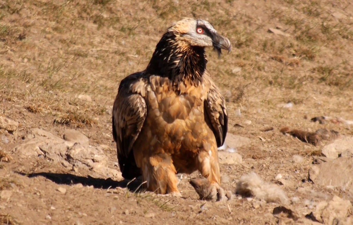 Bearded Vulture (Eurasian) - ML205030791