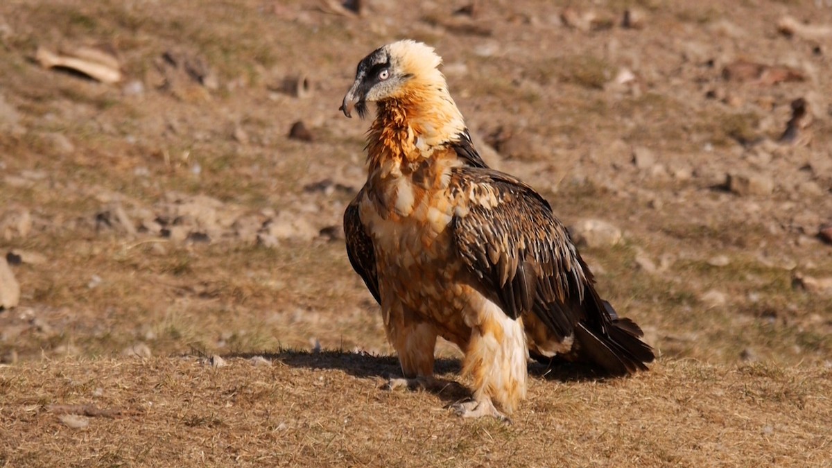 Bearded Vulture (Eurasian) - ML205030801