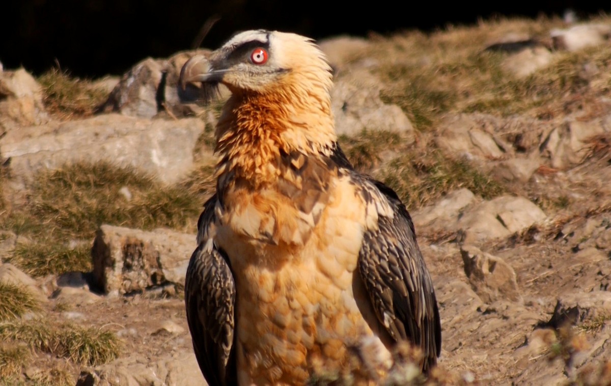 Bearded Vulture (Eurasian) - ML205030811
