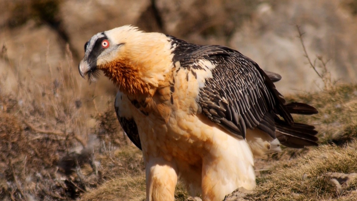Bearded Vulture (Eurasian) - ML205030821