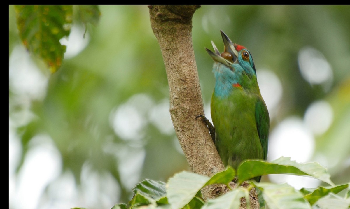 Blue-throated Barbet (Blue-crowned) - ML205031231