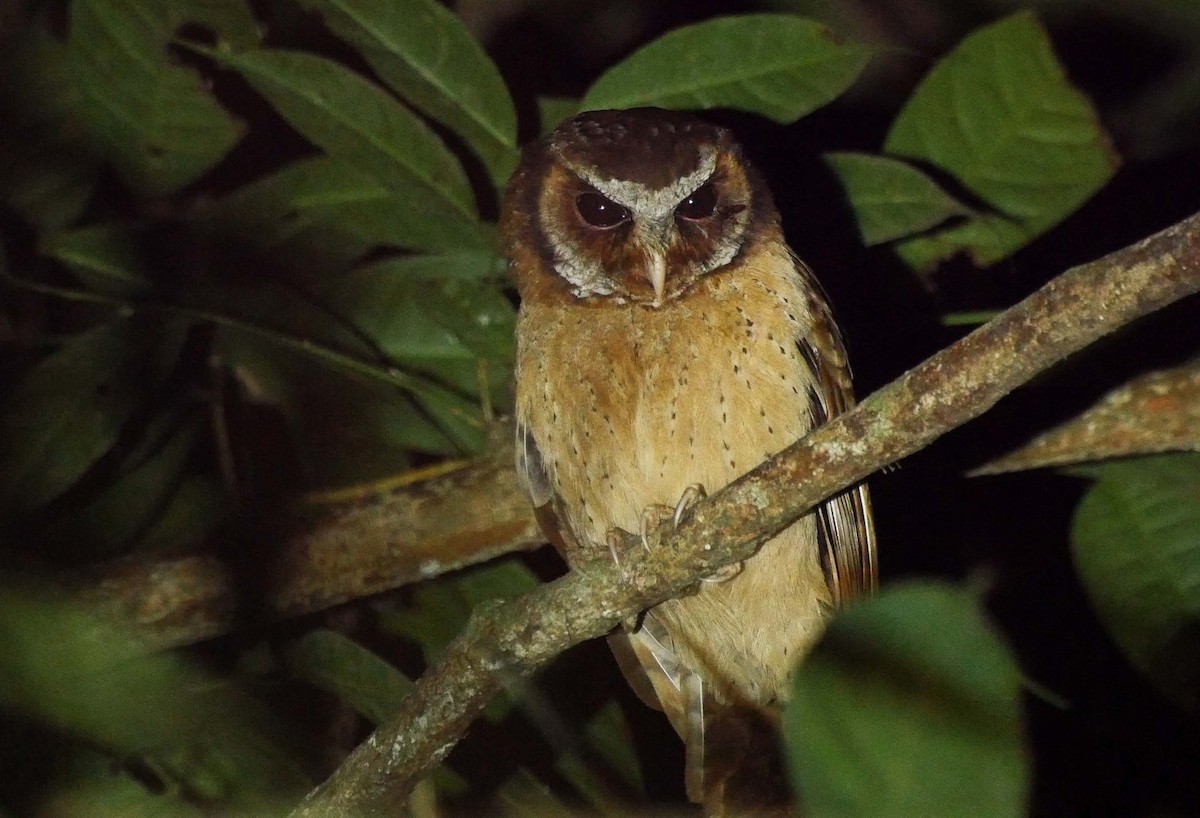 White-fronted Scops-Owl - ML205031301