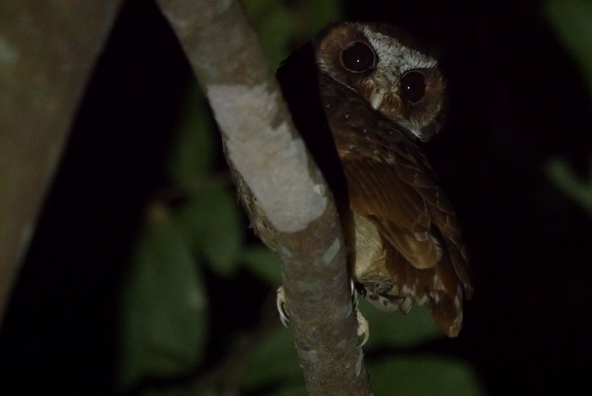White-fronted Scops-Owl - ML205031311