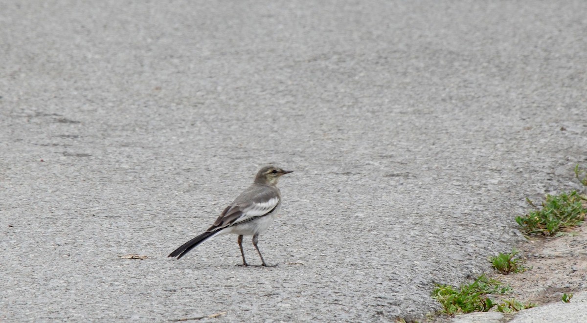 White Wagtail (Black-backed) - ML205031801