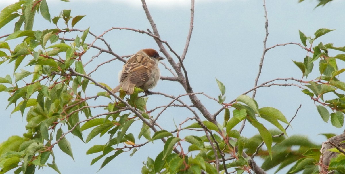 Eurasian Tree Sparrow - ML205031811