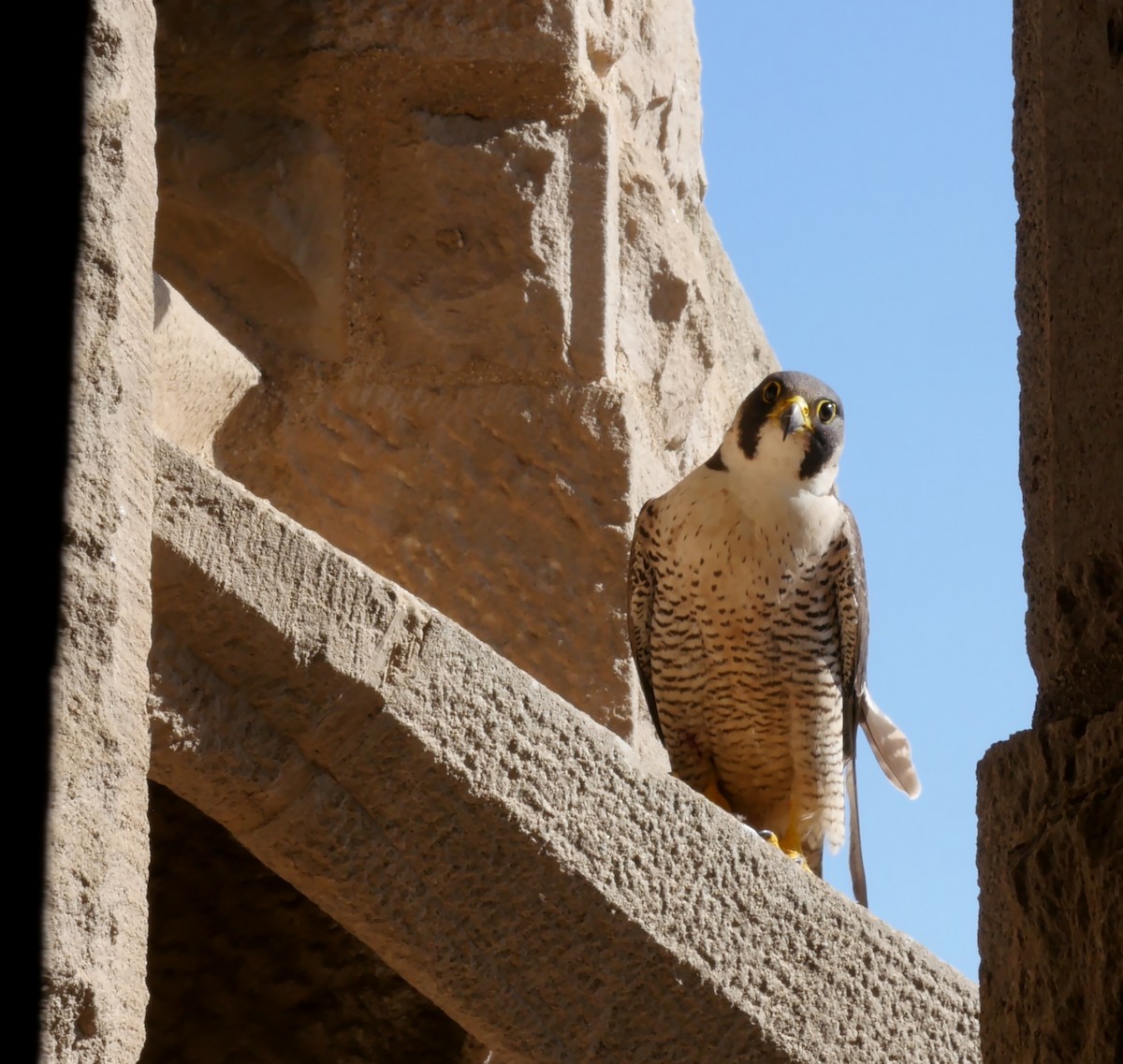 Peregrine Falcon (Mediterranean) - Josep del Hoyo