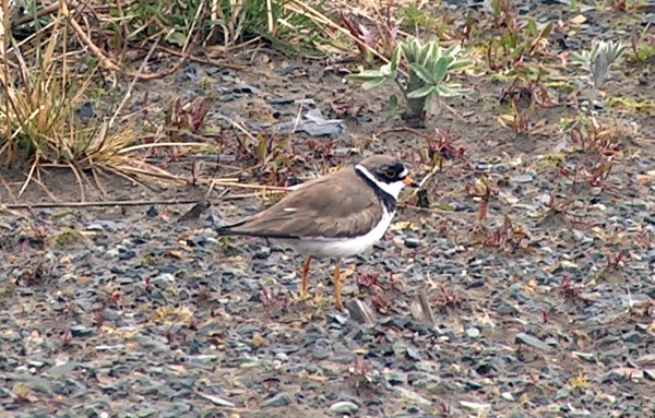 Semipalmated Plover - ML205032171