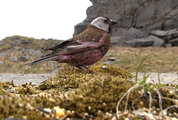 Gray-crowned Rosy-Finch (Aleutian and Kodiak Is.) - Josep del Hoyo