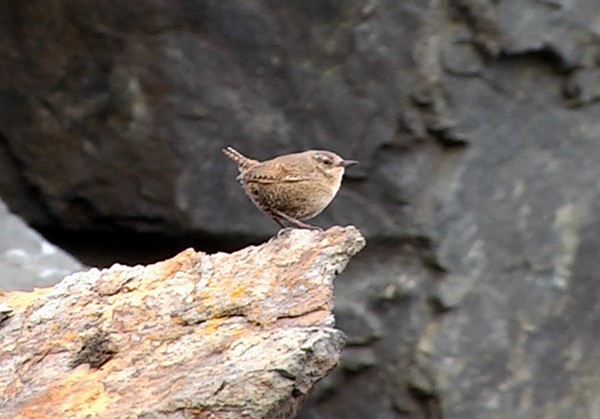 Pacific Wren (alascensis Group) - ML205032291